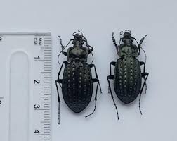 Attēlu rezultāti vaicājumam “Carabus clathratus”