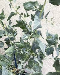 Attēlu rezultāti vaicājumam “Atriplex littoralis leaf”