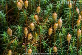 Attēlu rezultāti vaicājumam “Polytrichum juniperinum sporophyte”
