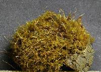 Attēlu rezultāti vaicājumam “Barbula unguiculata”