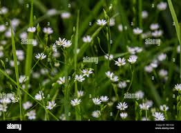 Attēlu rezultāti vaicājumam “Stellaria longifolia flower”