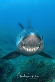 Image result for Odontaspis ferox