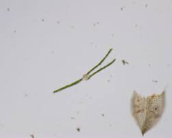 Attēlu rezultāti vaicājumam “Fissidens bryoides sporophyte”