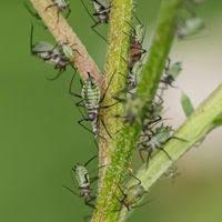 Attēlu rezultāti vaicājumam “Macrosiphoniella millefolii”