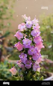Image result for Campanula formanekiana
