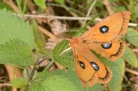 Attēlu rezultāti vaicājumam “Aglia tau”