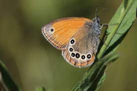 Attēlu rezultāti vaicājumam “Coenonympha glycerion”