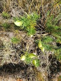 Attēlu rezultāti vaicājumam “Linaria loeselii leaf”