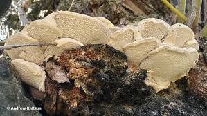 Attēlu rezultāti vaicājumam “Trametes suaveolens”