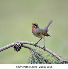 Image result for Luscinia calliope