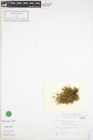 Attēlu rezultāti vaicājumam “Isothecium alopecuroides”