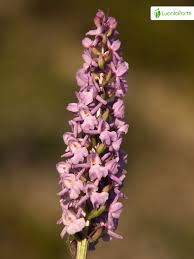 Attēlu rezultāti vaicājumam “Gymnadenia conopsea bud”