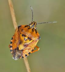 Attēlu rezultāti vaicājumam “Carpocoris sp. nymph”