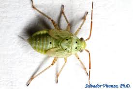 Attēlu rezultāti vaicājumam “Lygus nymph nymph”