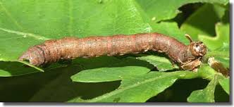 Attēlu rezultāti vaicājumam “Crocallis elinguaria larva”