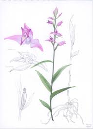 Attēlu rezultāti vaicājumam “Cephalanthera rubra”