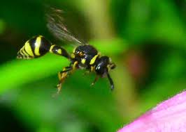 Attēlu rezultāti vaicājumam “Eumenes sp.”