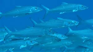 Image result for Albula glossodonta