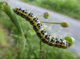 Attēlu rezultāti vaicājumam “Shargacucullia scrophulariae”