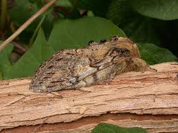 Attēlu rezultāti vaicājumam “Peridea anceps”