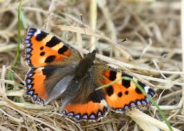 Image result for Small Tortoiseshell
