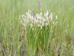 Attēlu rezultāti vaicājumam “Trichophorum alpinum flower”