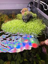 Attēlu rezultāti vaicājumam “Riccia fluitans”