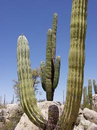 Image result for Cactaceae