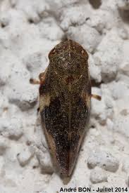 Attēlu rezultāti vaicājumam “Aphrophoridae”