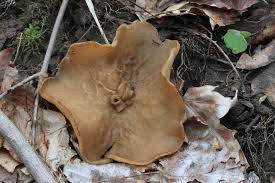 Attēlu rezultāti vaicājumam “Disciotis venosa”