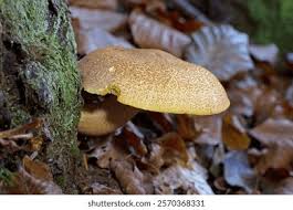 Attēlu rezultāti vaicājumam “Tricholomopsis decora”