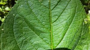 Attēlu rezultāti vaicājumam “Scrophularia nodosa leaf”
