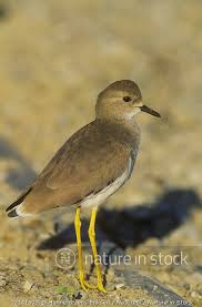 Image result for Vanellus leucurus