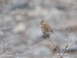 Image result for Emberiza leucocephalos