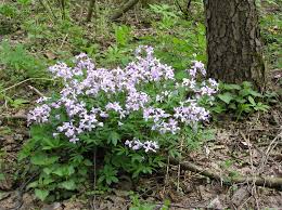 Attēlu rezultāti vaicājumam “Cardamine bulbifera”