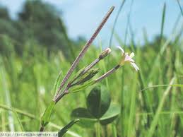 Attēlu rezultāti vaicājumam “Epilobium palustre flower”