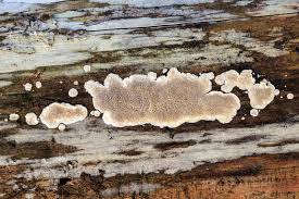 Attēlu rezultāti vaicājumam “Didymium xanthopus spores”