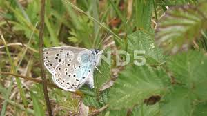 Attēlu rezultāti vaicājumam “Phengaris arion”