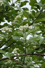 Attēlu rezultāti vaicājumam “Sorbus”