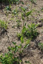 Attēlu rezultāti vaicājumam “Sisymbrium volgense”