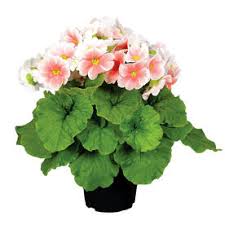 Image result for Primula obconica