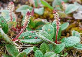 Attēlu rezultāti vaicājumam “Salix triandra male flower”