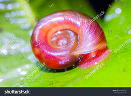 Attēlu rezultāti vaicājumam “Planorbis planorbis”