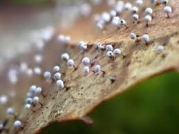 Attēlu rezultāti vaicājumam “Didymium melanospermum spores”