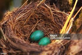 Attēlu rezultāti vaicājumam “Turdus philomelos nest”