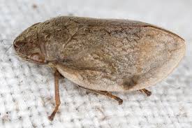 Attēlu rezultāti vaicājumam “Lepyronia coleoptrata”