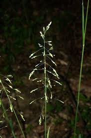 Attēlu rezultāti vaicājumam “Poa nemoralis fruit”