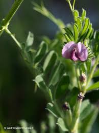 Attēlu rezultāti vaicājumam “Vicia sativa”