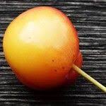 Attēlu rezultāti vaicājumam “Malus prunifolia fruit”