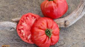 Afbeeldingsresultaat voor earliana tomato